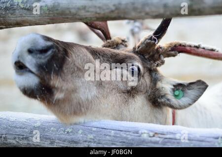 Eine Nahaufnahme auf einem Rentier-Auge. Stockfoto