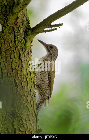 Grünspecht Stockfoto