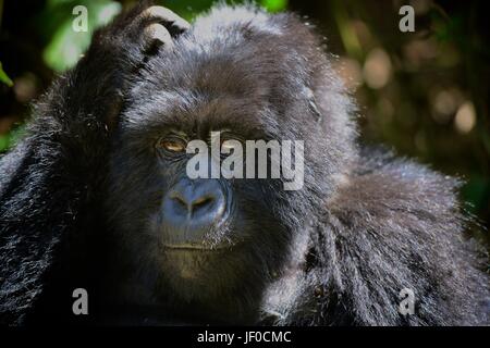 Silverback Gorilla und der Familie in der virunga Berge der nördlichen Ruanda, Afrika. Stockfoto