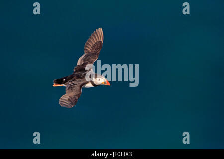 Papageitaucher im Flug bei Bempton RSPB Reserve Stockfoto