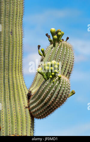 Saguaro-Kaktus (Carnegiea Gigantea), Detail, Saguaro National Park, Sonora-Wüste, Tucson, Arizona, USA Stockfoto