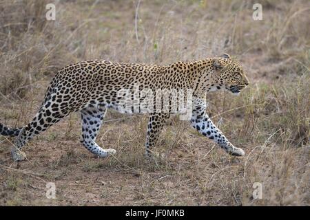 Ein Leopard ist auf der Suche von Beute in der Serengeti Nationalpark in Tansania. Stockfoto