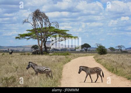 Faszinierende Zebras grasen die Savanne der Serengeti Nationalpark in Tansania. Stockfoto