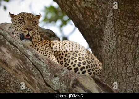 Faul Leopard in der Serengeti National Park. Stockfoto