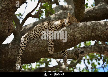 Faul Leopard in der Serengeti National Park. Stockfoto