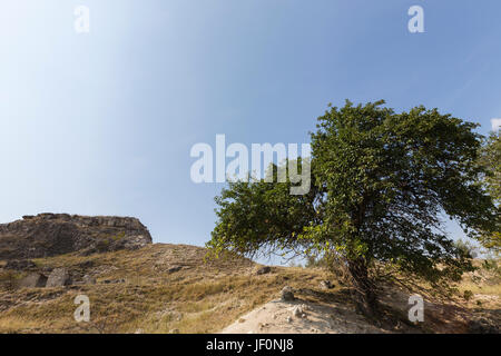 Landschaft mit einsamen Baum. Obstbaum auf einem Hügel. Stockfoto
