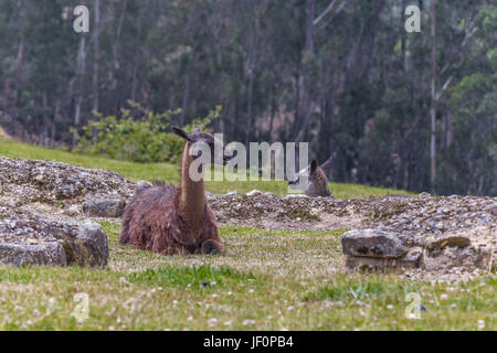 Ingapirca Inka-ruinen in Azuay Ecuador Stockfoto