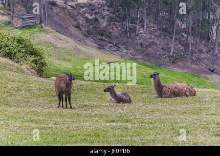 Ingapirca Inka-ruinen in Azuay Ecuador Stockfoto