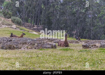 Ingapirca Inka-ruinen in Azuay Ecuador Stockfoto