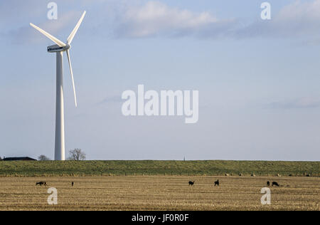 Rehe vor Wind Power Station Stockfoto