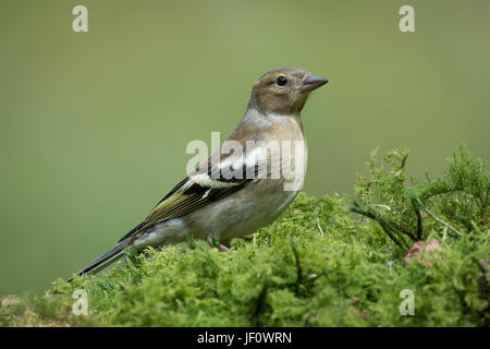 ein enger Vollprofil-Porträt eines einzigen weiblichen Buchfink thront stehenden Warnung auf moosigen Boden Deckung suchen Stockfoto