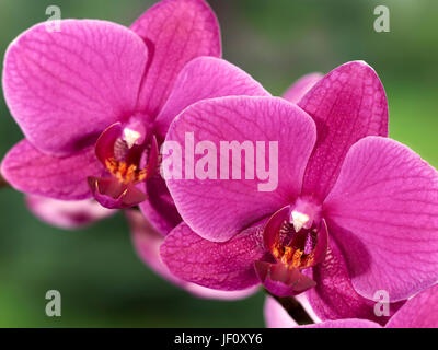 Blumenstrauß Stockfoto