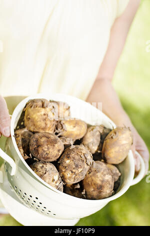 Kartoffeln in Sieb Stockfoto