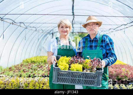 Gärtner in einem Gewächshaus stehen, hält eine Auswahl an Pflanzen. Professionelle und fröhlich im Garten Experten. Arbeit und Gartenbau Konzept. Stockfoto