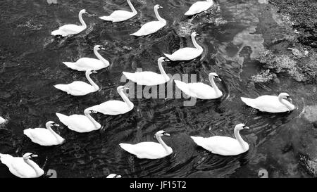 Schar von Schwänen Stockfoto