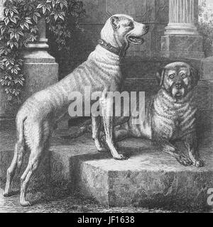 Historische Darstellung der Dogge, eine große deutsche Hunderasse Haushund, Deutsche Dogge, Deutsche Dogge, man hat angedockt oder Cropoed Ohren, Doggy Style, Zuschneiden, digitale verbesserte Wiedergabe von einem Original Drucken von 1888 Stockfoto