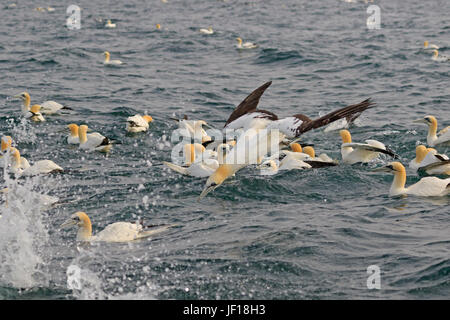Tölpel Tauchen ins Meer, um im Meer bei Bempton RSPB Reserve feed Stockfoto