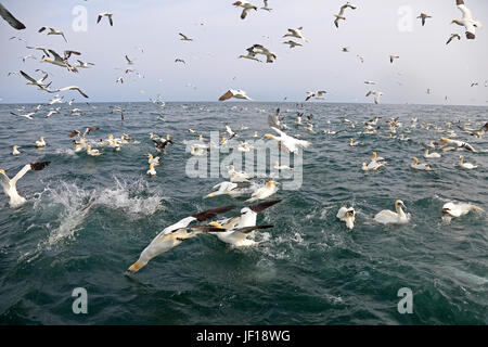 Herde von Basstölpel Fütterung auf das Meer bei Bempton RSPB Reserve Stockfoto