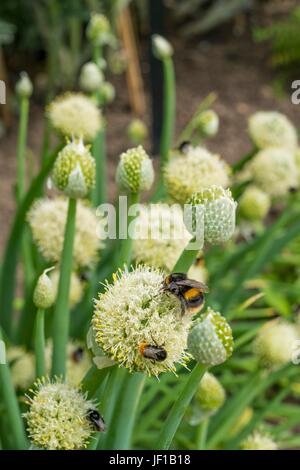 Bumble Bees auf Waliser Zwiebel, Allium Fistulosum Nectaring. Stockfoto