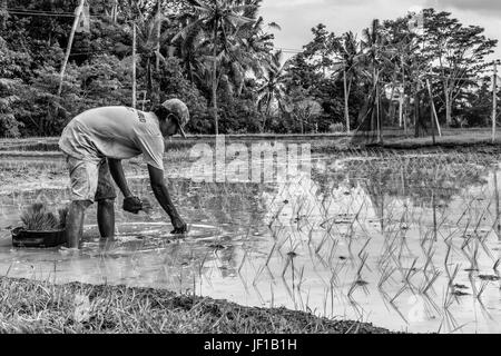 Schwarz / weiß Foto Bauern Pflanzen Reis Sämlinge in einem Reisfeld in Ubud, Indonesien. Stockfoto