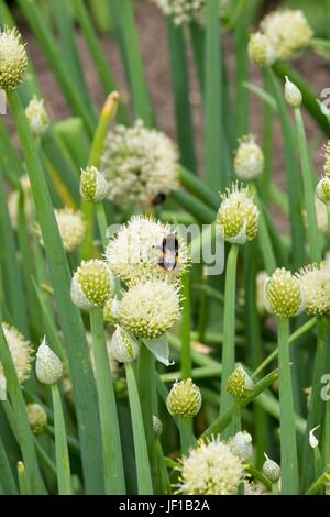 Bumble Bees auf Waliser Zwiebel Nectaring. Stockfoto