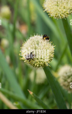 Bumble Bees auf Waliser Zwiebel Nectaring. Stockfoto