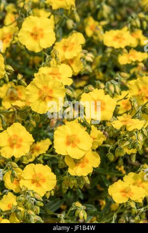 Helianthemum 'Golden Queen' Stockfoto