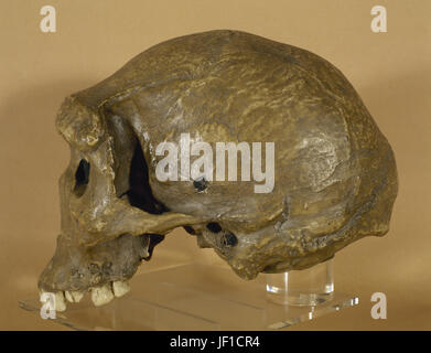 Homo Rhodeiensis. Hominini Gattung Homo. Broken Hill, Sambia. Pleistozän. Schädel. Replikat. Archäologisches Museum von Katalonien. Stockfoto