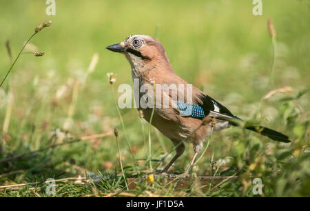 Eichelhäher (Garrulus Glandarius) auf Nahrungssuche am Boden Stockfoto