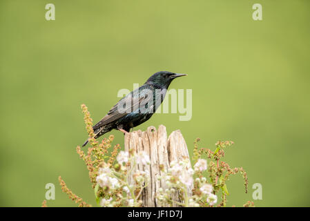 Gemeinsamen Star (Sturnus Vulgaris) auf einem alten hölzernen Pfosten, spät Brutzeit fotografiert Stockfoto