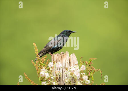 Gemeinsamen Star (Sturnus Vulgaris) auf einem alten hölzernen Pfosten, spät Brutzeit fotografiert Stockfoto