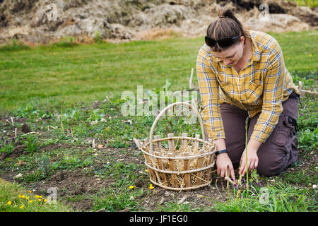 Frau in einem Garten, kniend Ernte Speere von grünem Spargel mit einem Messer, einem Korb neben ihr. Stockfoto