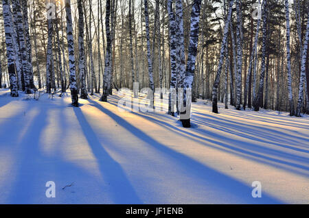 Winter Sonnenuntergang im Birch Grove. Stockfoto