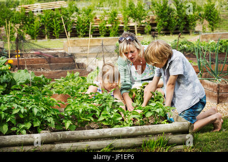 Frau, jungen und Mädchen kniend das Gemüse-Bett in einem Garten. Stockfoto