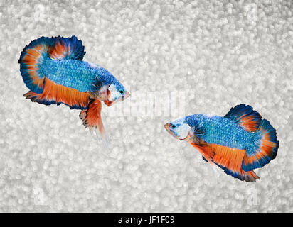 Zwei siamesische kämpfende Fische Stockfoto