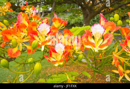 Orange Blumen auf Royal Poinciana (Delonix Regia) Baum auf Gran Canaria, Kanarische Inseln, Spanien. Auch als Flamboyant Baum (Flamboyan in Spanien) Stockfoto