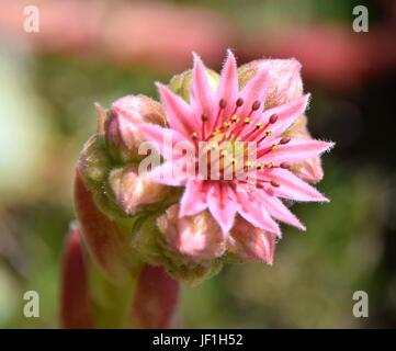 blühende Sukkulenten / Blühende Sukkulenten Stockfoto