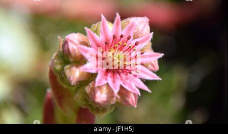 blühende Sukkulenten / Blühende Sukkulenten Stockfoto