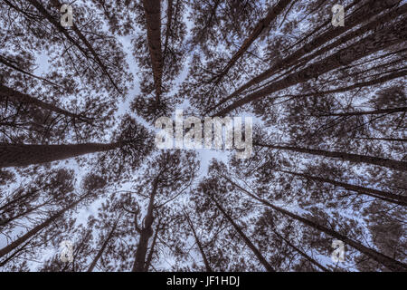 Kiefernwald (Hutan Pinus Imogiri, Indonesien) Ansicht von unten. Stockfoto