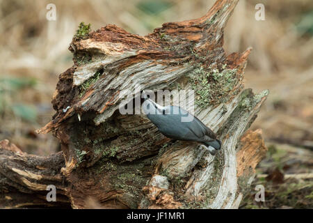 Eurasischen Kleiber auf Baumstumpf Stockfoto