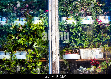Verschiedene Kräuterpflanzen, die in Kunststofftöpfen hinter einem Glaskräuterfenster wachsen und Kräuter wachsen lassen Stockfoto