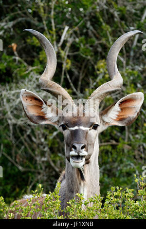 Lächelnd - Kudus - Tragelaphus strepsiceros Stockfoto