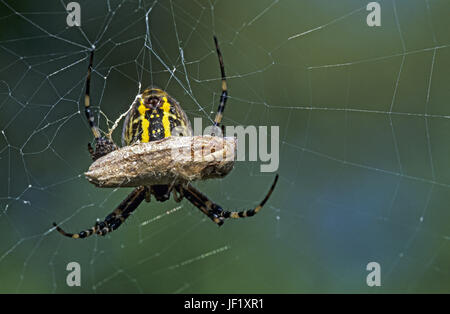 Wasp Spider ist eine Pflanzenart aus der Gattung der orb-Web spider Stockfoto