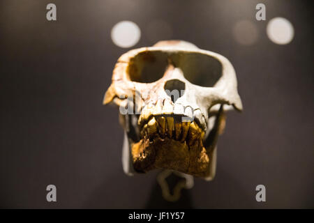 Totenkopf - menschlichen Evolution Galerie im Natural History Museum in London Vereinigtes Königreich Großbritannien Stockfoto