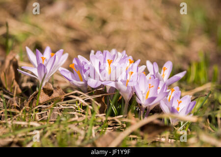 Schöne weiße Krokusblüten auf einen natürlichen Hintergrund im Frühjahr Stockfoto