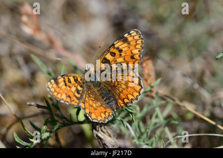 Flockenblume Fritillary (Melitaea Phoebe) Schmetterling, in Ruhe, Flügel offen Stockfoto