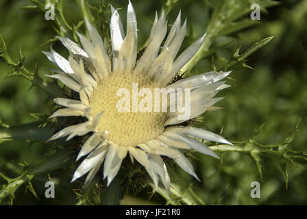 Silver Thistle in Baden-Württemberg, Deutschland Stockfoto