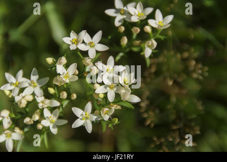 Gemeinsame centaury, Baden-Württemberg, Deutschland Stockfoto