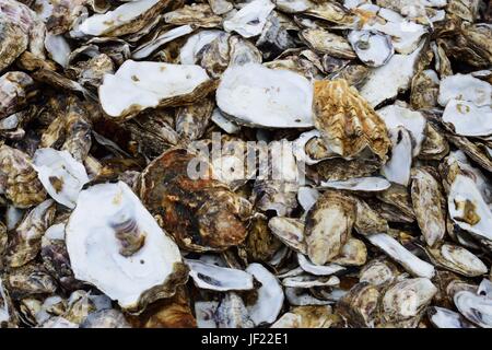 Stapel der leeren Austernschalen Stockfoto