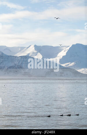 Skjalfandi Bay in Island Stockfoto